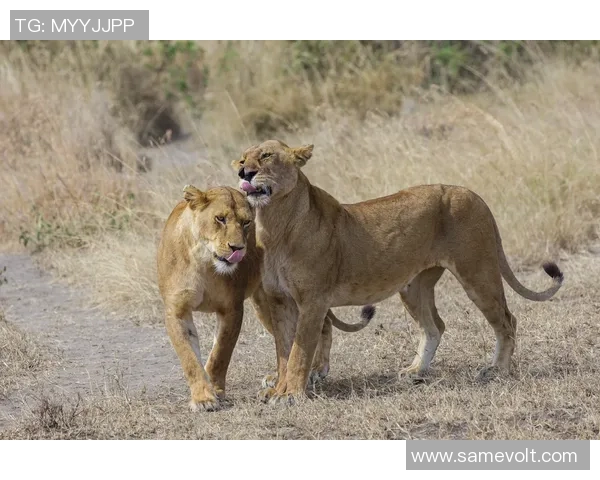 雄性美洲虎与雄狮的巅峰对决谁才是丛林之王的真正霸主